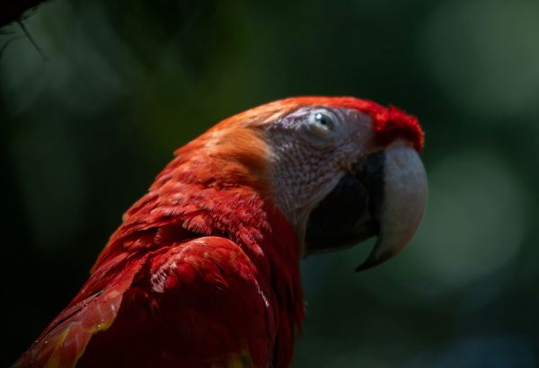 bernd-dittrich-uOhOVs6OKOo-unsplash