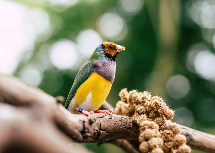 colourful-bird-branch